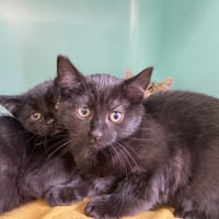 River, chat à adopter