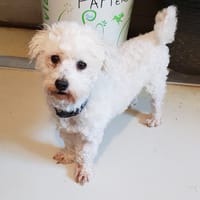 TIBERE PAA23015, chien à adopter