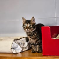 BOUNTY, chatte à adopter