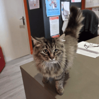 ALBA (réservée), chatte à adopter