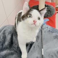 auguste, chat à adopter