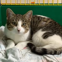 Loli [Chaton], chatte à adopter