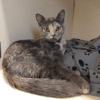 kitty pab28194, chatte à adopter