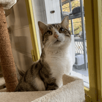 Pacha, chat à adopter