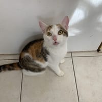 Junny, chatte à adopter