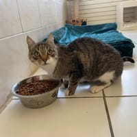 Yael, chat à adopter