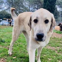 VALOU, chienne à adopter
