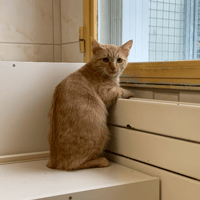 Fuego [Chaton], chat à adopter