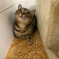 Bubble, chat à adopter
