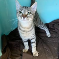 Lana [Chaton], chatte à adopter