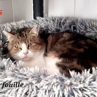 Farfouille, chatte à adopter