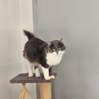 FAROU, chatte à adopter