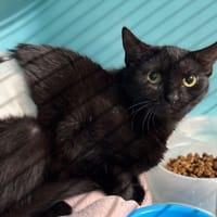 Peyton Cab4801, chatte à adopter