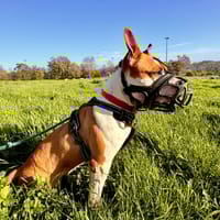 SIARA QCN, chienne à adopter