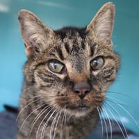 gus, chat à adopter