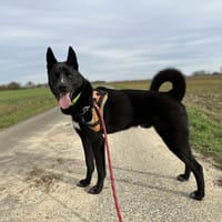 TAIRO, chien à adopter