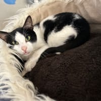KIT KAT, chat à adopter