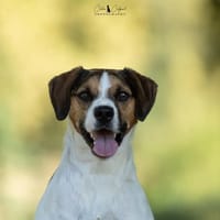 Rêve, chien à adopter