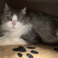 Romy, chatte à adopter