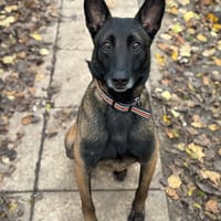 UGO PAA22926, chien à adopter