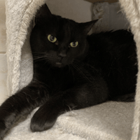 Pin'up, chatte à adopter