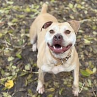 ATILA PAA22915, chien à adopter