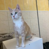 Neige, chatte à adopter