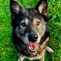 FANTÔMETTE QCN, chienne à adopter