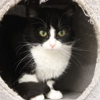 Pimprenelle, chatte à adopter