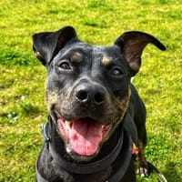 CHAYA, chienne à adopter