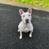 NOUCKY VAA, chienne à adopter