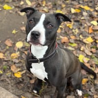 ATHENA PAA22428, chienne à adopter