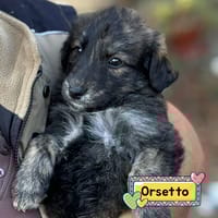 Orsetto, cane da adottare