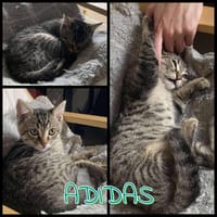ADIDAS A l'adoption, chat à adopter