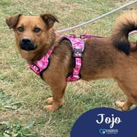 Jojo, female dog to adopt