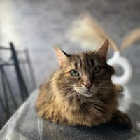 chanel, chatte à adopter