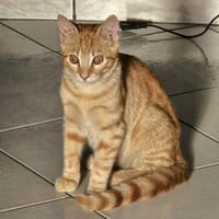 SIRIUS, chat à adopter