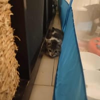 Akita, chatte à adopter