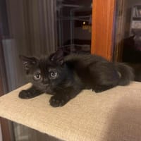 KROKMOU, chat à adopter