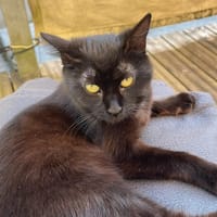 OLIVE, chatte à adopter