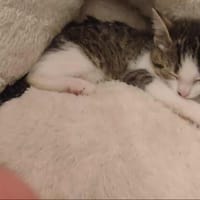 Aloha, chatte à adopter