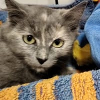 chocotte, chatte à adopter