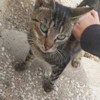 CINDY, chatte à adopter