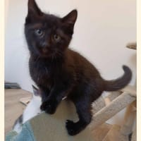 Alabama, chat à adopter