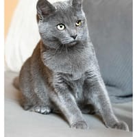 Angie, chatte à adopter