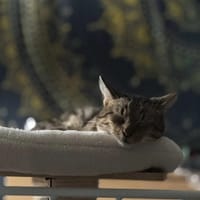 Hubercik, kot do adopcji