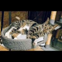 Upsie, chatte à adopter