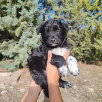 BOMBON, chien à adopter