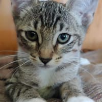 ORION, chat à adopter