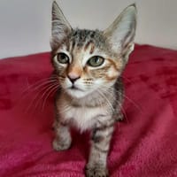 VEGA, chatte à adopter